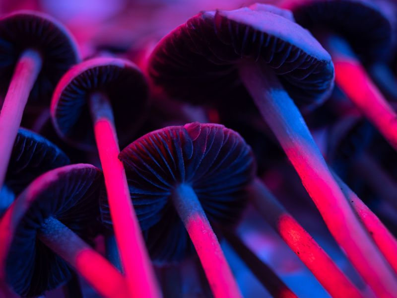 Can psilocybin help with burnout and professional exhaustion? Omnia Group Ashland