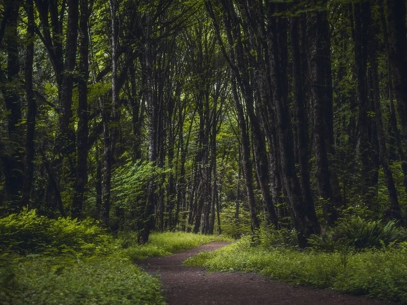 Why Oregon? Understanding the gold standard of regulated psilocybin therapy. Omnia Group Ashland