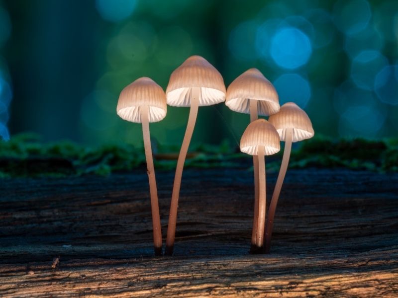 What is the difference between a “trip sitter” and a licensed psilocybin facilitator?