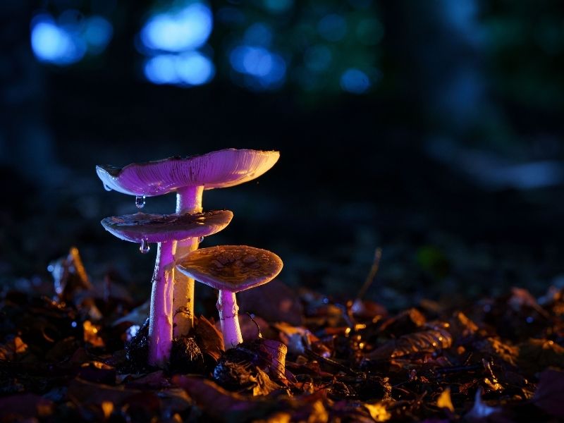 How psilocybin-assisted therapy impacts chronic stress hormones