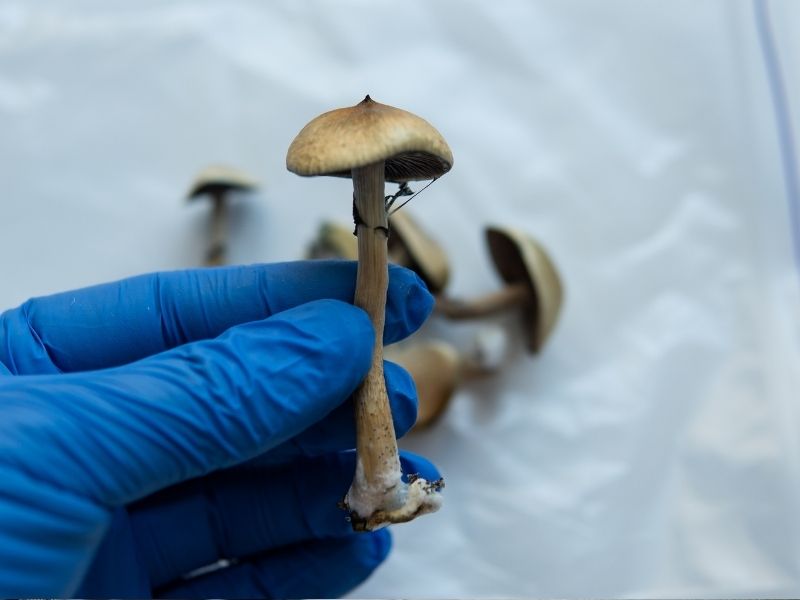 Oregon vs. Colorado: Understanding the difference in legal psilocybin access in 2026